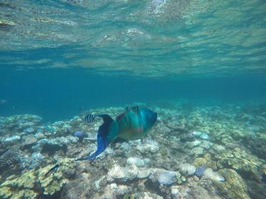 Great Barrier Reef Great Barrier Reef