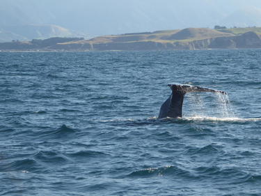 Whales in Kaikoura Whales in Kaikoura